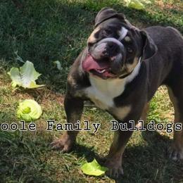 Biscuit - Bulldog