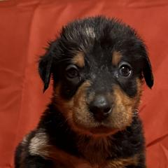 Minimal Harl - Harlequin male Beauceron puppy in Floyd’s Knobs, Indiana from Birdwing Beaucerons