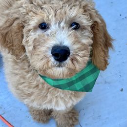Poodle Puppies from Castleberry Doodles and Poodles