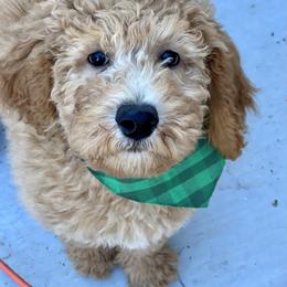 Poodle Puppies from Castleberry Doodles and Poodles