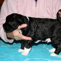 Portuguese Water Dog Puppies from Saltydawg PWDs
