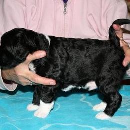 Portuguese Water Dog Puppies from Saltydawg PWDs