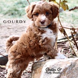Australian Labradoodle Puppies from Oodles Of Fluffy Doodles