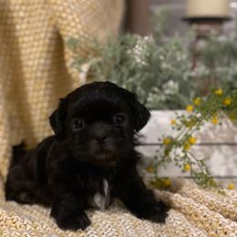 Boy 2 - Black male Shih Tzu puppy in Lexington, North Carolina from SCS Shih Tzus