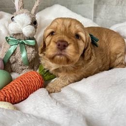 Daisy - Red  female Goldendoodle puppy in Charlotte, North Carolina from Hopeful Heart Doodles