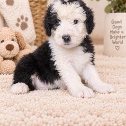 Blue - Gray and white male Old English Sheepdog puppy in Iowa from Midwest Puppy Paws