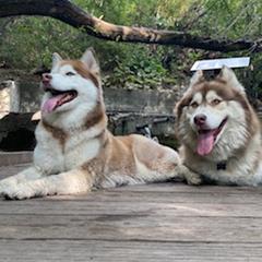 Siberian Huskies from Charlie Stone's Siberian Huskies