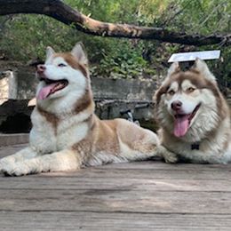 Siberian Huskies from Charlie Stone's Siberian Huskies