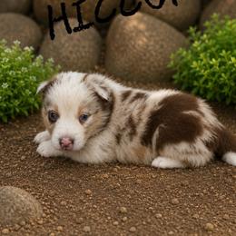 Hiccup - Red merle male Border Collie puppy in Sanger, California from Flying M Cactus Ranch Buddies