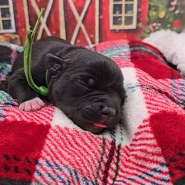 Lanny (Mr. Green) - Black male Staffordshire Bull Terrier puppy in Georgetown, Texas from Bruhaus Kennels