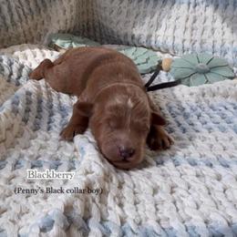 Backberry - Red  male Goldendoodle puppy in Phelan, California from High Desert Doodles - the original