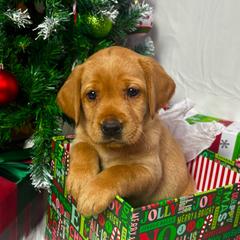 Casserole - Yellow female Labrador Retriever puppy in Mount Airy, North Carolina from RiverSide Retrievers