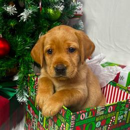 Casserole - Yellow female Labrador Retriever puppy in Mount Airy, North Carolina from RiverSide Retrievers