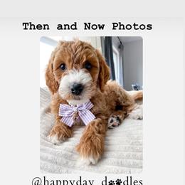 Goldendoodle Puppies from Happy Day Doodles