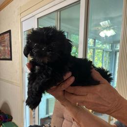Walter - Black and white male Shih Tzu puppy in Claremore, Oklahoma from Reputable Shih tz Breeders  and Buyers In Oklahoma