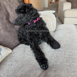 ANNIE - Pink Collar Girl- Black with white markings - Black female Poodle puppy in Charlo, Montana from Heavenly Hilltop Farm