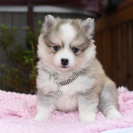 Remi - Gray and white female Pomsky puppy in Coos Bay, Oregon from Ocean View Pomskies