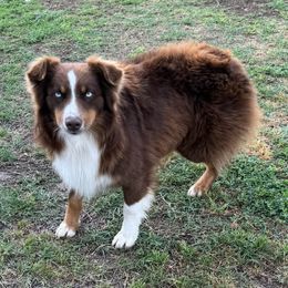 Sheriff - Miniature Australian Shepherd