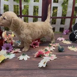 Chocolate Based Cream Longhair Female - Cream female Dachshund puppy in Killeen, Texas from Southern Dachshunds