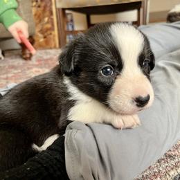 Jigawatt - Black and white female Cardigan Welsh Corgi puppy in Lebanon, Pennsylvania from Long Acre Farm