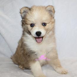 Pomsky Puppies from Mischa Nelson