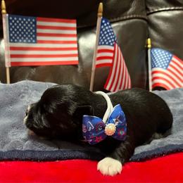 Lola - Black female Miniature Schnauzer puppy in Port Orchard, Washington from Silver Bells Miniature Schnauzers