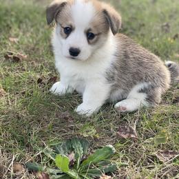 Hank - Red male Pembroke Welsh Corgi puppy in Woodland, Washington from MB Acres Corgis