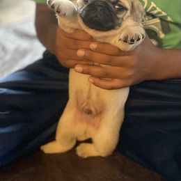 Pug Puppies from Briggs Family Pugs