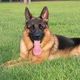 German Shepherds from Vom Team Jara