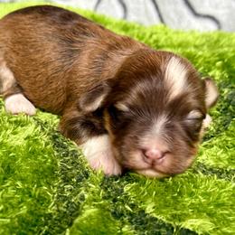 Farren - Red sable male Havanese puppy in Wappapello, Missouri from Titanium Havanese LLC