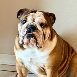 Max - Bulldog