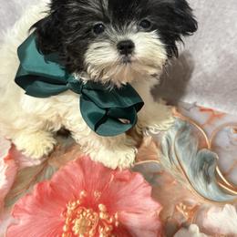 Boy 1 black-white tiny - White male Morkie puppy in Concord, California from Puppy Boutique