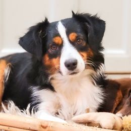 Sassy - Toy Australian Shepherd