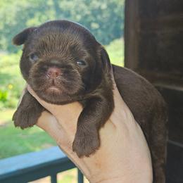 Choc girl - Brown female Brussels Griffon puppy in Huntsville, Alabama from Tammy's Brussels