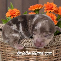 Rolly - Chocolate and cream male Dachshund puppy in Oklahoma City, Oklahoma from OkieDoxieland Dachshunds