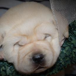 Cavalier King Charles Spaniel and Labrador Retriever Puppies from Camden's Caring Canines