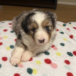 Fat Amy - Blue merle female Miniature American Shepherd puppy in Plant City, Florida from Osborne & Stormborn FL Kennels
