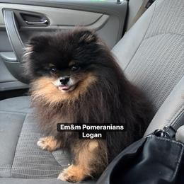 Logan - Black and tan male Pomeranian puppy in Kentucky from Em&M Pomeranians