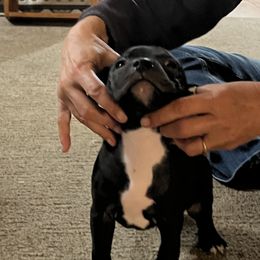 Shadow - Brindle male Staffordshire Bull Terrier puppy in Lincoln, California from J Jax Staffords