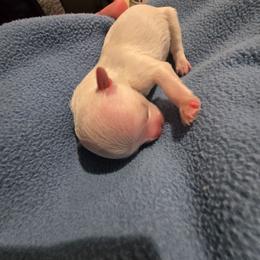 Leon - White male Maltese puppy in Ludington, Michigan from OT Maltese & Co