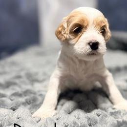 Daphne - Red and white female Cockapoo puppy in Connersville, Indiana from MoonShine Babies