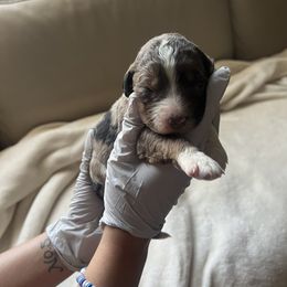 "Mom admiring me safely 😊" Aussiedoodle Puppies from Native Elegant Doodles