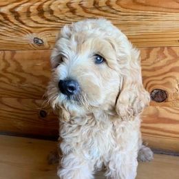 Aussiedoodles, Bernedoodles, Goldendoodles, and Sheepadoodles from V6 Ranch Dogs