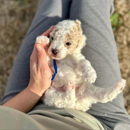 George Harrison - Parti male Poodle puppy in Dunn, North Carolina from Sandy Creek Kennels