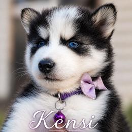 Boy 3 (SAI-KEN aka Ken.Si) - Black and white male Pomsky puppy in Norfolk, Virginia from 'Brick'House Couture Pomskies