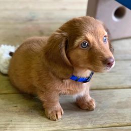 Dachshunds from Della’s Doxies
