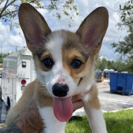 Winnie - Sable and white female American Corgi puppy in Brandon, Florida from Swell Corgis