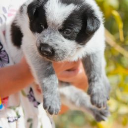 Australian Cattle Dog Puppies from Impact 3rd Australian Cattle Dogs