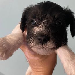 Schnoodles from Sea Side Schnoodles