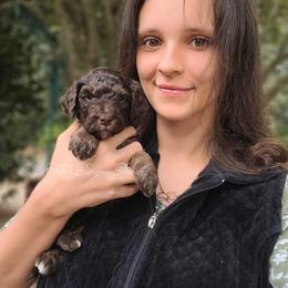 Aussiedoodle, Goldendoodle, and Poodle Puppies from Trin's Designer Doodles